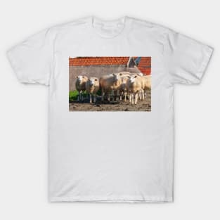 Sheep on the dike, Elsfleth T-Shirt